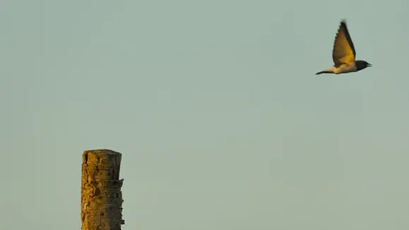 Loot Casino Ënnerstëtzung